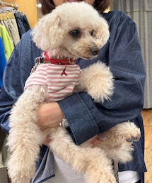 雑貨屋さんの店長さんに抱っこしてもらったよ💗 | ペットウェア
