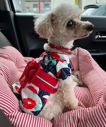 浴衣2DAYS🌸 | ペットウェア