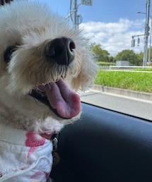 「見てー!青空✨」と喜ぶチャコ🌸 | ペットウェア