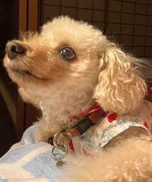 まさかのお留守番チャコ🌸 | 浴衣着たのに、なんでじゃー‼️💢(ペットウェア)