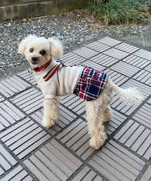 チャコ、玄関にて💗 | ペットウェア