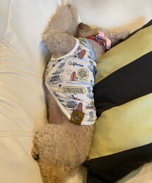 ソファーの背もたれとクッションに挟まって寝てるチャコ💗 | ペットウェア