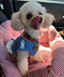 チャコペロ👅 | ペットウェア