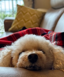 ソファの肘掛けにアゴ乗せチャコ🌸 | あついねぇ〜(ペットウェア)