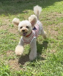 チャコの貸切ドッグラン💗 | ペットウェア