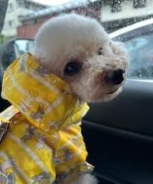 カッパちゃん🌼 | カッパ着るのホントはイヤっ☔️(ペットウェア)