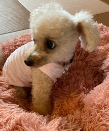 チャコはピンクが好き🌸 | ペットウェア