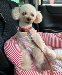 通勤チャコちゃん🌸 | ペットウェア