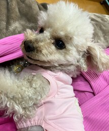 お洋服の上でゴロゴロするチャコ🌸 | ペットウェア