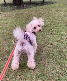 チャコはチェック柄のスカートだよ🌸 | ペットウェア