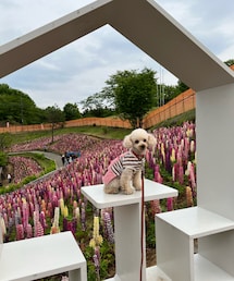 チャコとお花🌸 | その他