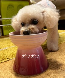 夢中で食べるチャコ🌸 | そんなにお腹すいてたのかい??(ペットウェア)