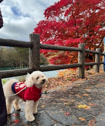 チャコも紅葉カラーだよ🍁 | もみじきれいだねぇ🍁(ペットウェア)