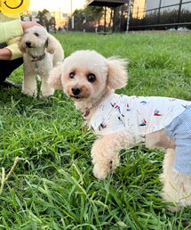 ドッグランのチャコ🌸 | ペットウェア