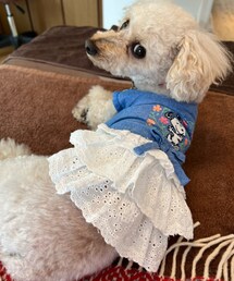 チャコぽ💗 | ペットウェア