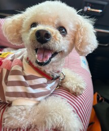 チャコもりくちゃんに会うんだぁ🌸 | ワクワクするチャコ🌸(ペットウェア)