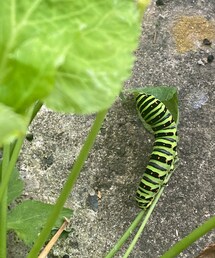 アゲハ蝶の幼虫だったよー🐛 | その他