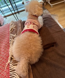 おしりモリモリ中🌳 | ペットウェア