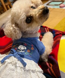 チャコはデニムとフリフリ💗 | ペットウェア