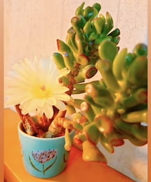 サボテンの花🌵🌼 | ひらいちゃんが可愛く撮影してくれたよ🌼ひらいちゃんも髪色が気に入らなくてブルーになってたよね💦その気持ちめっちゃ分かるなーと思って聞いてた、からの美容室エピソードでした(その他)