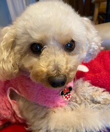 ジルちゃん、可愛かった💗とチャコ🌸 | ペットウェア