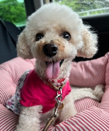 カッパ脱いだチャコ🌸 | ペットウェア