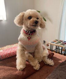 くつろぐチャコ🌸 | ペットウェア