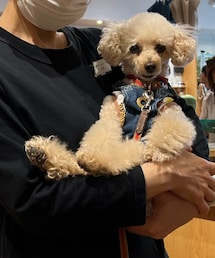 チャコは大好きな雑貨屋さんに寄って抱っこ💗 | その他