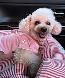 こう見えてヒートテック💗 | ペットウェア