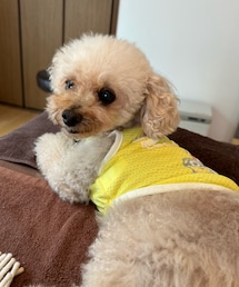 明後日トリミングのチャコ💛 | はっさく色のお洋服💛🧡(ペットウェア)