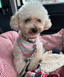 両手を揃えてジッと見つけるチャコ🌸 | お行儀良いのね💗(ペットウェア)