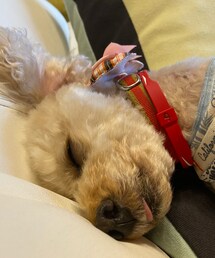 チャコが寝てる間に、、 | ペットウェア