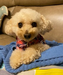 チャコもチェックだよ💗 | ペットウェア