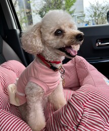 チャコはピンクのリサガスだよ🌸 | ペットウェア