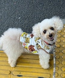 アニマル柄のチャコ🐯🐆🦁 | チャコもコジマ電気に行くっ‼️(ペットウェア)