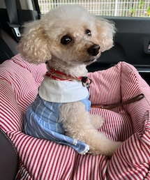 チャコは襟付きワンピだよ🌸 | ペットウェア