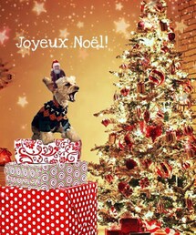 タッキー💗ありがとー💗 | ペット用おもちゃ