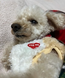 実家満喫中のチャコ💗 | ママ、ギュッてして💗(ペットウェア)