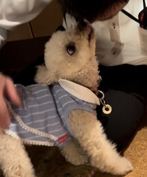 おかえり〜と甘えるチャコ💗 | ペットウェア