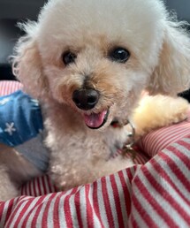 助手席のチャコ🌸 | ペットウェア