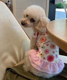 チャコのリアルコーデ🌸 | おしり、チックン💉痛かったよー😿(ペットウェア)