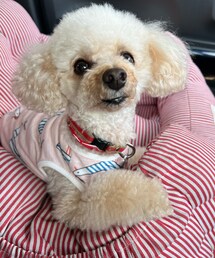 チャコはカモメ柄だよ🌸 | ペットウェア