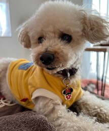 チャコは黄色のお洋服🌼 | ペットウェア