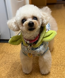 トリミングしてきたよ💚 | ペットウェア