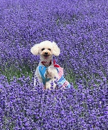 ラベンダー畑のチャコ🪻 | ペットウェア