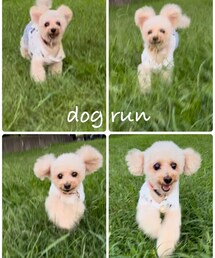 走る、走る、チャコ | ペットウェア