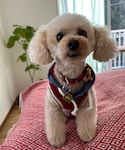 フワフワチャコちゃん🌸の「ペットグッズ(ペットウェア)」