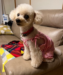 チャコはトリミングに行ってきたよ✨✂️✨ | ペットウェア