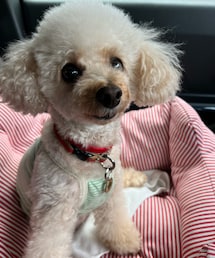 チャコはみどりのボーダーだよ💚 | ペットウェア