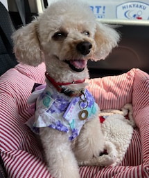 チャコは浴衣だよ🌸 | ペットウェア